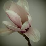 Tulpen-Magnolie - Magnolia x soulangeana