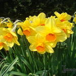 Narcissus  'Royal Scarlet'  - Narcissus  'Royal Scarlet'  - 