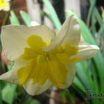 Narcissus ´Smiling Twin´  - 
