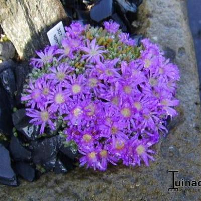 Delosperma sphalmantoides - 