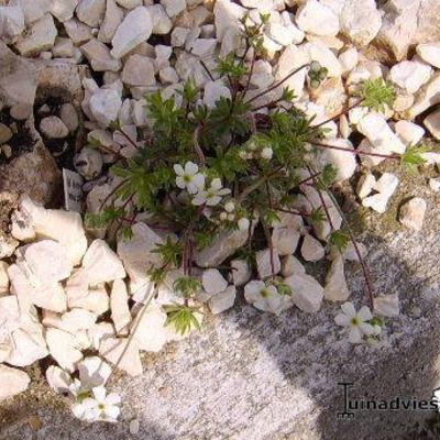 Androsace villosa subsp. koso-poljanskii - 