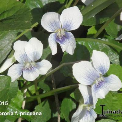 Viola sororia f. priceana - 