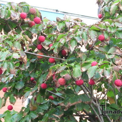 Cornus kousa subsp. chinensis - Cornus kousa var. chinensis