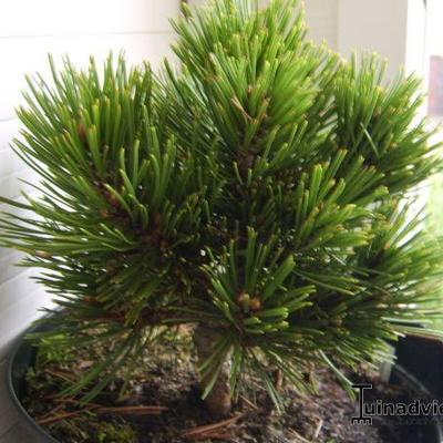 Pinus heldreichii 'Schmidtii' - 