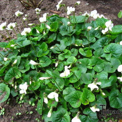 Viola sororia 'Albiflora' - Viola sororia 'Albiflora'