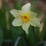 Narcissus poeticus var. recurvus - Narcissus poeticus var. recurvus - Pfauenaugen-Narzisse