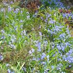 Scilla mischtschenkoana - 