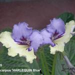 Streptocarpus 'HARLEQUIN Blue' - 