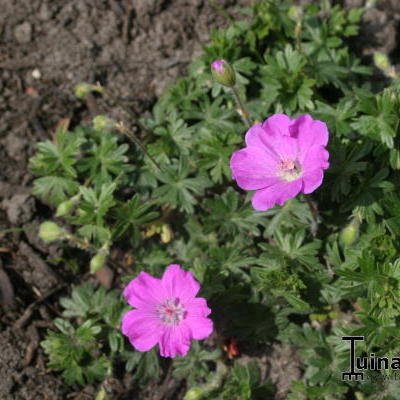 Geranium sanguineum 'Inverness' - Geranium sanguineum 'Inverness'