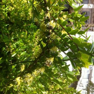 Lonicera nitida - 