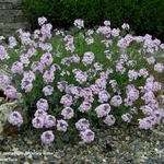 Aethionema armenum 'Warley Rose' - 