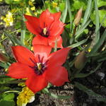 Tulipa linifolia - Tulipa linifolia - Leinblättrige Tulpe