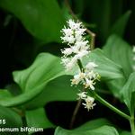 Maïanthème à deux feuilles - Maianthemum bifolium