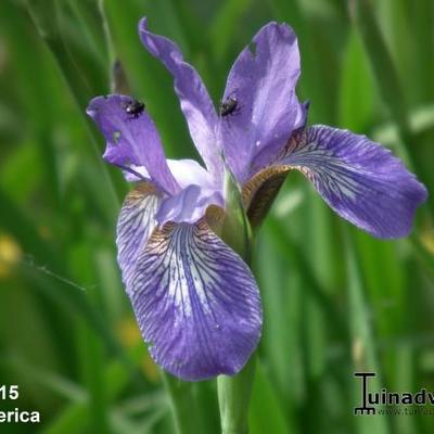 Iris sibirica - Iris sibirica