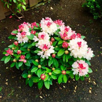 Rhododendron yakushimanum 'Dreamland' - 