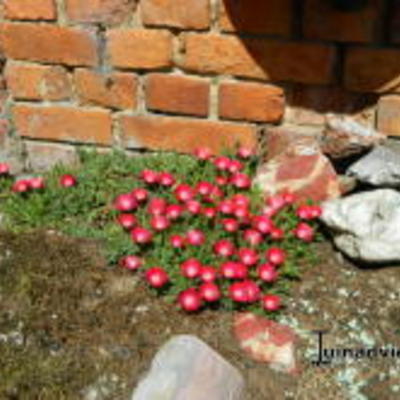 Delosperma cooperi 'JEWEL OF DESERT Garnet' - 