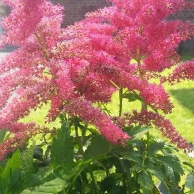 Astilbe x arendsii 'Fanal'