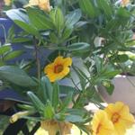 Calibrachoa hybrida 'CALITA Yellow Red Morn' - 