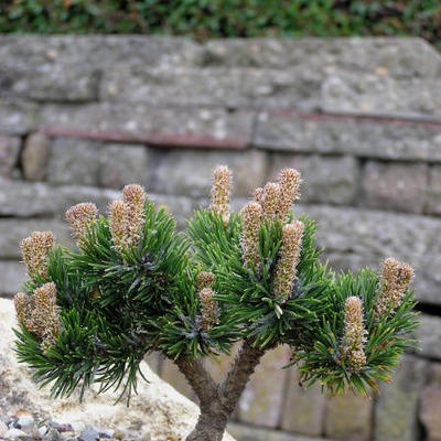 Pinus mugo 'Jacobsen' - 