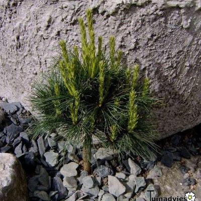 Pinus strobus 'Blue Shag' - 