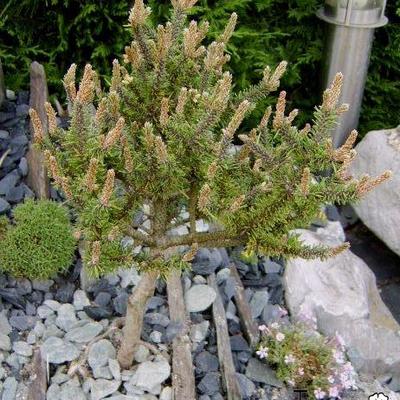 Pinus mugo 'Kissen' - 