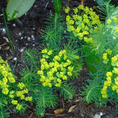 Euphorbia cyparissias   'Clarice Howard' - Euphorbia cyparissias 'Clarice Howard' - Euphorbia cyparissias   'Clarice Howard'