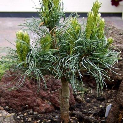 Pinus strobus 'Green Twist' - 