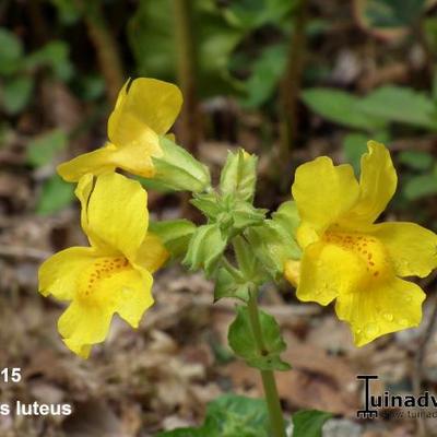 Mimulus luteus - Gelbe Gauklerblume - Mimulus luteus