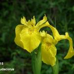 Iris pseudacorus - Sumpf-Schwertlilie - Iris pseudacorus