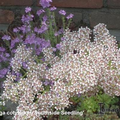 Saxifraga cotyledon 'Southside Seedling' - Saxifraga cotyledon 'Southside Seedling' - Saxifraga cotyledon 'Southside Seedling'