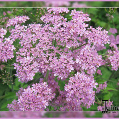 Anthriscus sylvestris - Wiesen-Kerbel