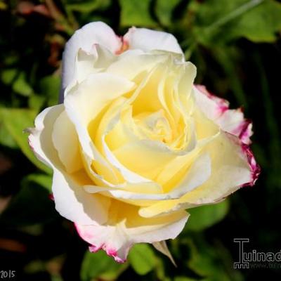 Rosa 'Double Delight' - 