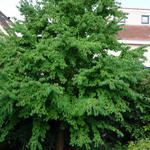 Cercidiphyllum japonicum - Cercidiphyllum japonicum - Japanischer Kuchenbaum