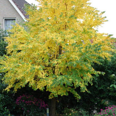 ARBRE AU CARAMEL, ARBRE CARAMEL, ARBRE À GÄTEAUX.. - Cercidiphyllum japonicum