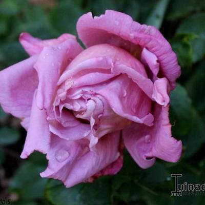 Rosa 'Saint-Exupery'  - 