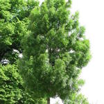 Fraxinus angustifolia 'Raywood' - 