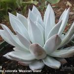 Echeveria colorata 'Mexican Giant' - 