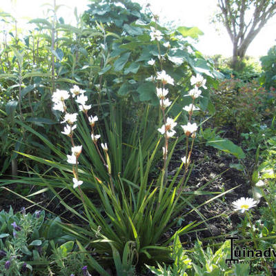 Neuseelandiris - Libertia grandiflora