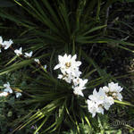 Libertia grandiflora - Neuseelandiris - Libertia grandiflora