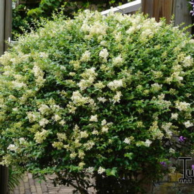 Ligustrum delavayanum  - Delavays Liguster - Ligustrum delavayanum 