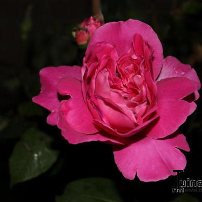 Rosa 'Pink Perfume' - 