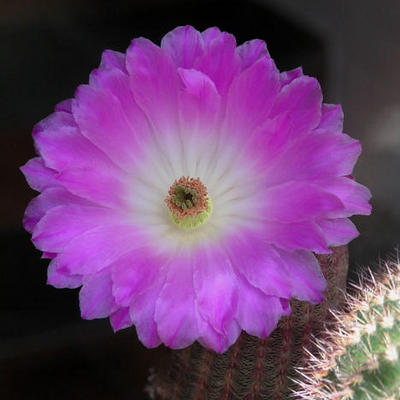 Echinocereus rigidissimus subsp. rubispinus (Echinocereus pectinatus var. rubrispinus) - 