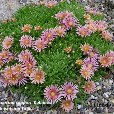 Delosperma cooperi 'Kelaidis' - 