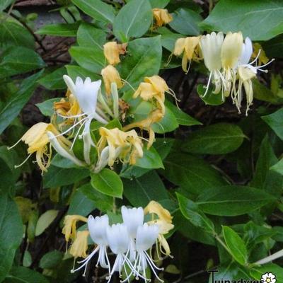 Lonicera japonica 'Hall's Prolific' - 