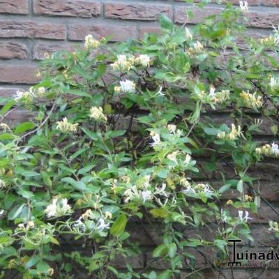 Lonicera japonica 'Hall's Prolific' - 