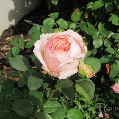 Rosa 'Lovely Kiss' - 