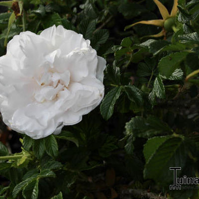 Rosa 'Blanc Double de Coubert' - 