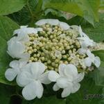 Viburnum opulus - Viorne obier - Viburnum opulus