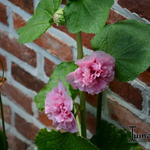 Alcea rosea 'Double Pink' - Alcea rosea 'Double Pink' - 