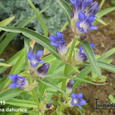 Gentiana dahurica